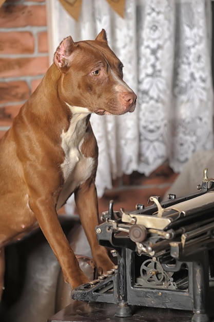 Photo un gros plan d'un chien qui détourne le regard