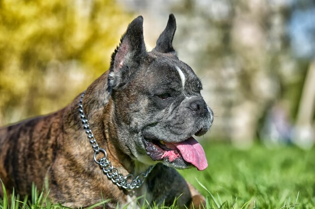 Un gros plan d'un chien qui détourne le regard