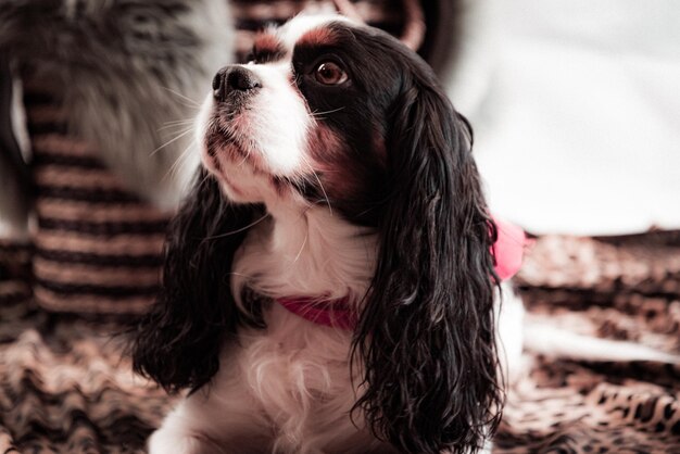 Photo un gros plan d'un chien qui détourne le regard