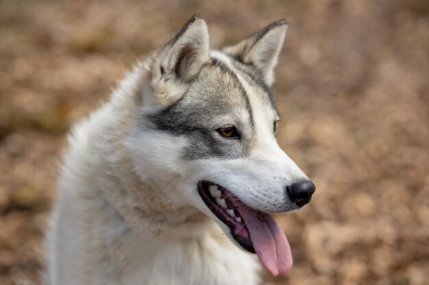 Photo un gros plan d'un chien qui détourne le regard