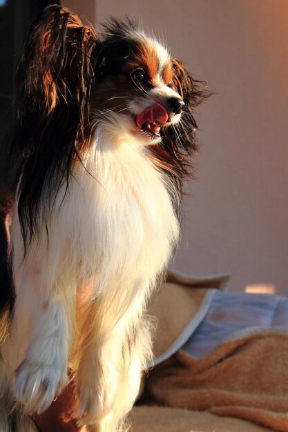 Photo un gros plan d'un chien qui détourne le regard