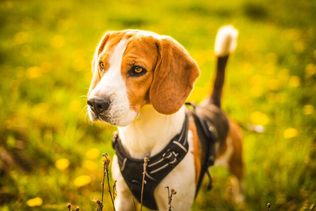 Photo un gros plan d'un chien qui détourne le regard