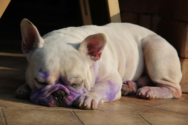 Photo un gros plan d'un chien qui dort sur le sol