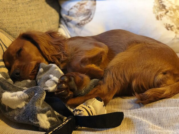 Photo un gros plan d'un chien qui dort