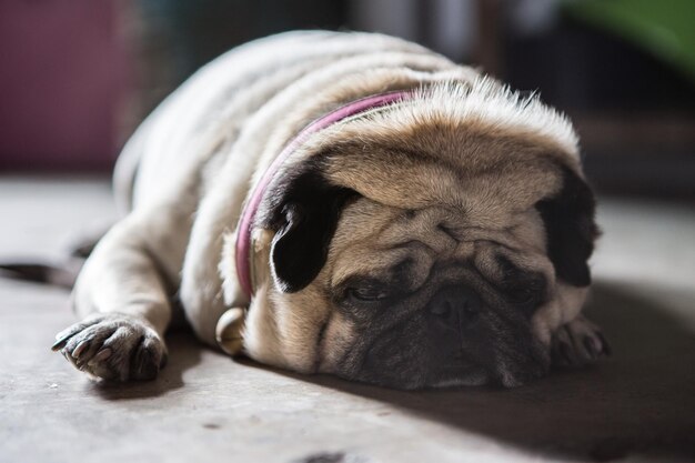 Photo un gros plan d'un chien qui dort