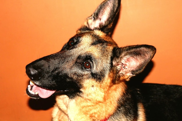 Un gros plan d'un chien qui sort sa langue