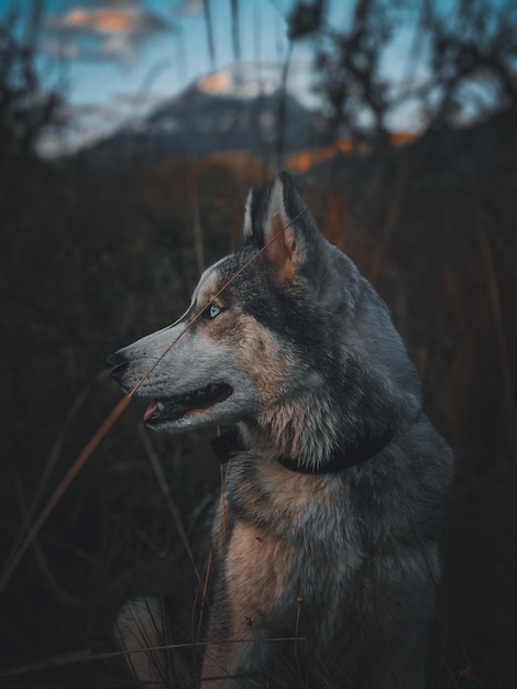 Gros plan d'un chien regardant ailleurs sur le terrain