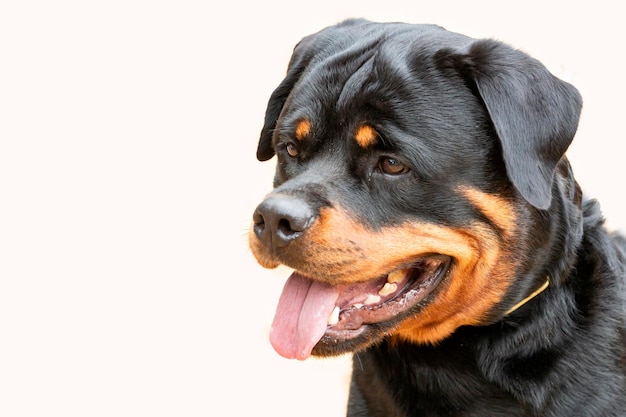 Gros plan chien Rottweiler sur fond blanc