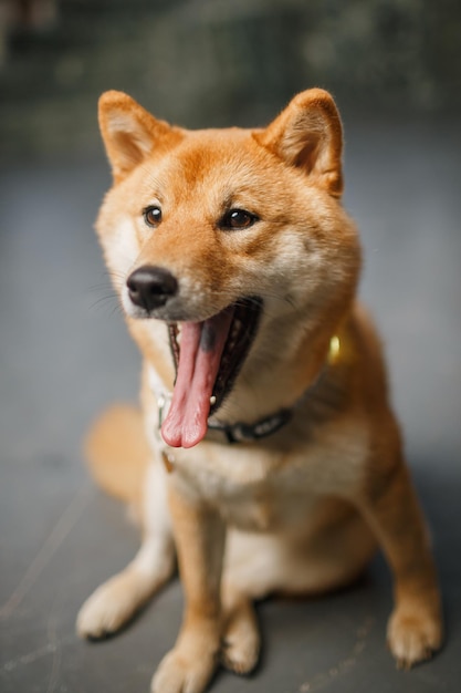 Gros plan chien rouge shiba inu bel animal