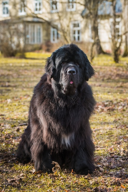 Gros plan de chien de taille géante noire de Terre-Neuve à l'extérieur