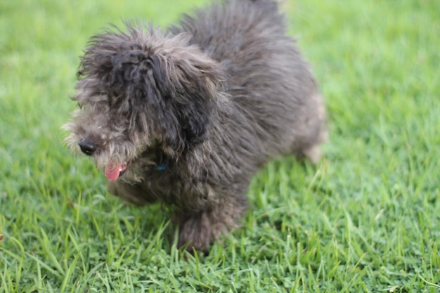 Gros plan d'un chien sur le terrain