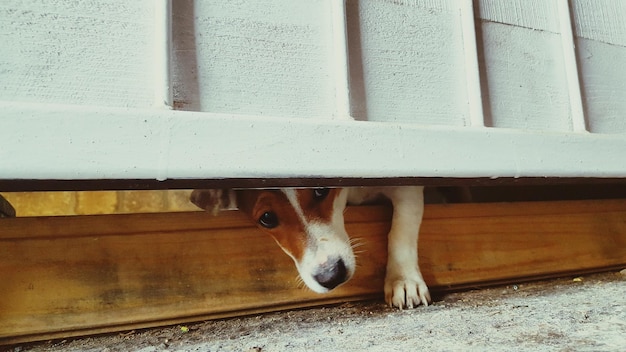Gros plan, de, chien