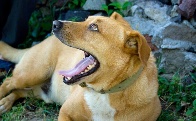 Photo un gros plan d'un chien