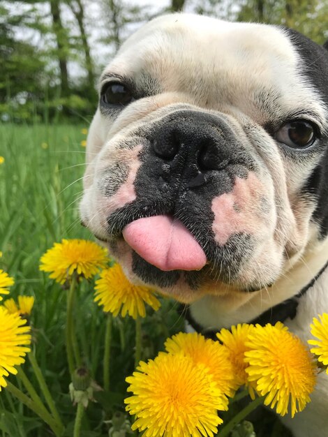 Un gros plan d'un chien