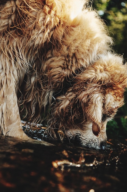 Photo un gros plan d'un chien