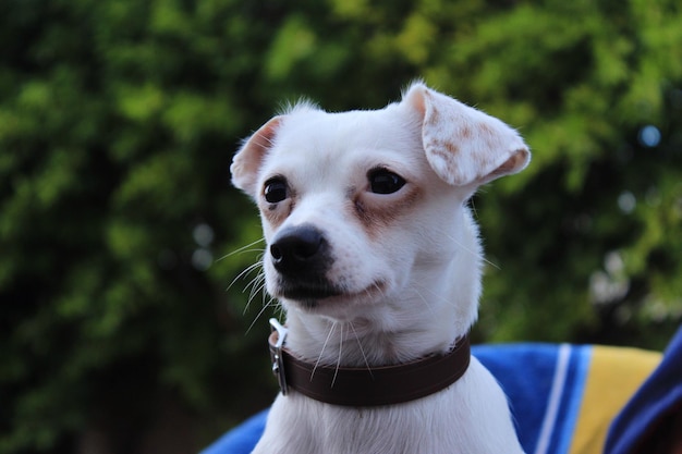 Gros plan, de, chien
