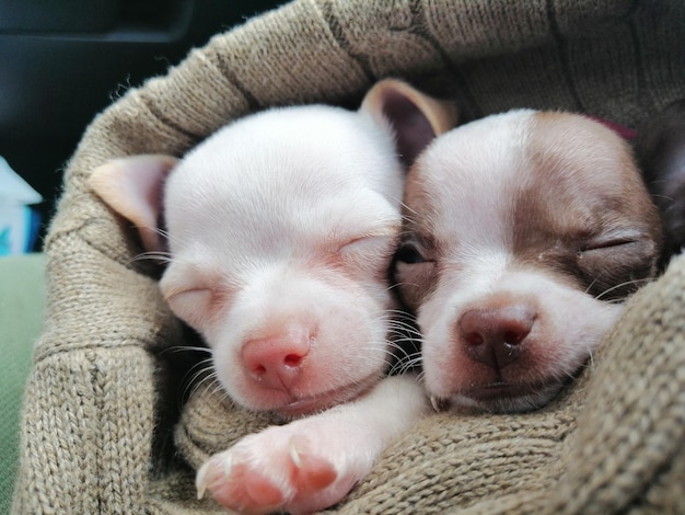 Photo un gros plan d'un chien