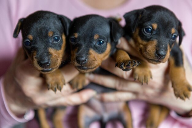 Photo un gros plan d'un chien