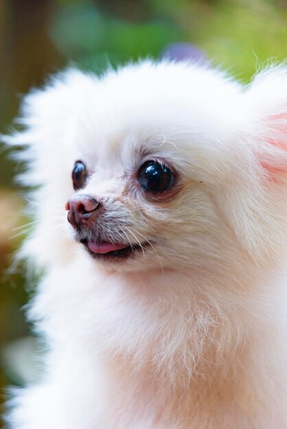 Photo un gros plan d'un chien