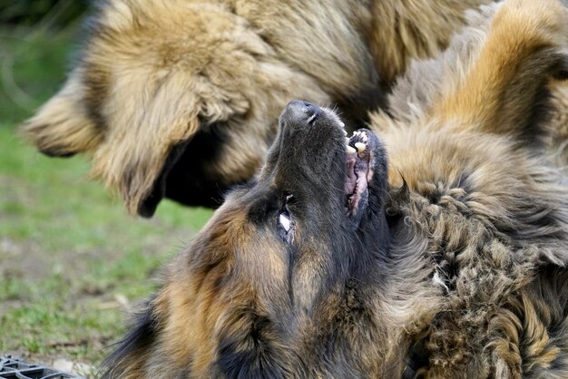 Photo un gros plan d'un chien