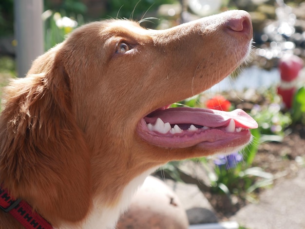 Photo un gros plan d'un chien