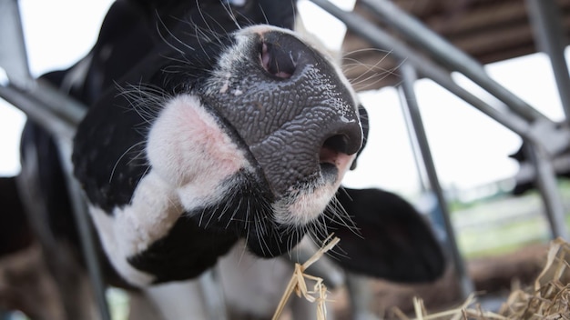 Photo un gros plan d'un chien