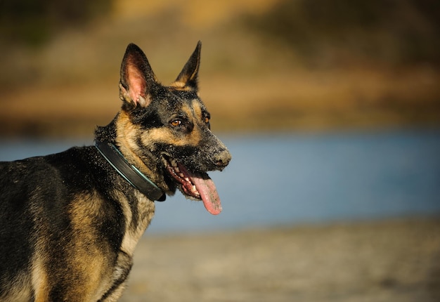 Un gros plan d'un chien