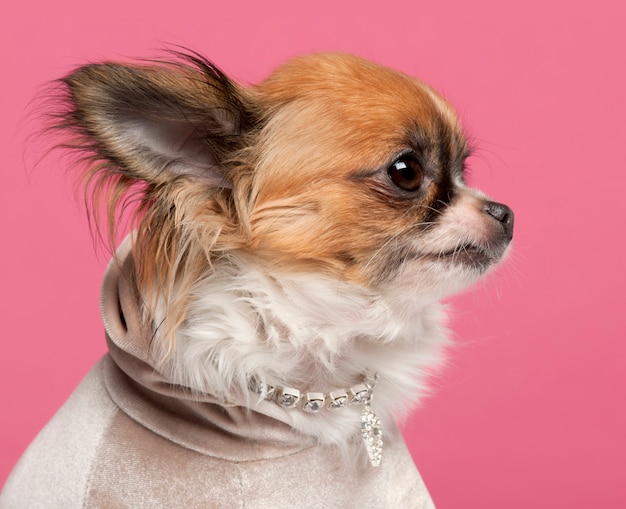 Gros plan de Chihuahua, 2 ans, avec collier en diamant