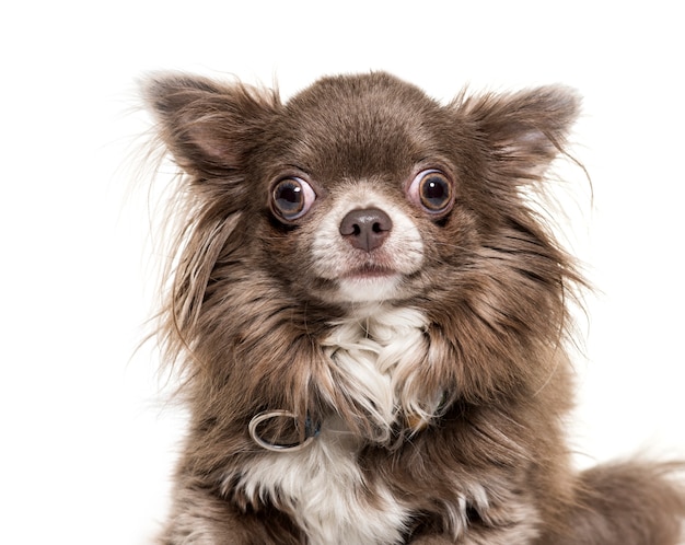 Gros plan, Chihuahua, chien, isolé