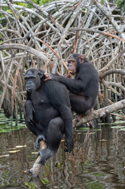 Gros plan sur le chimpanzé mangeant des fruits