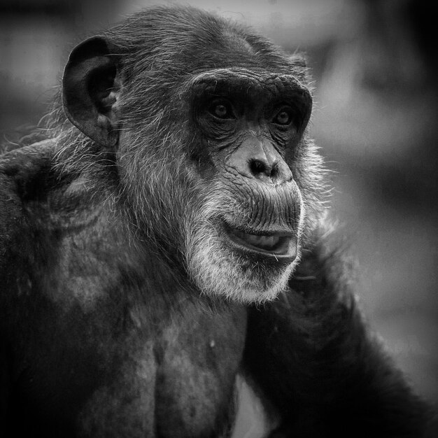 Photo un gros plan d'un chimpanzé qui détourne son regard