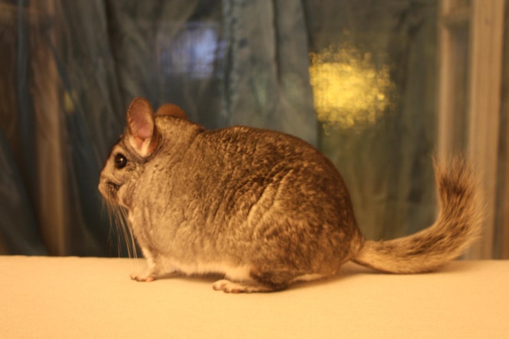 Photo un gros plan d'un chinchilla