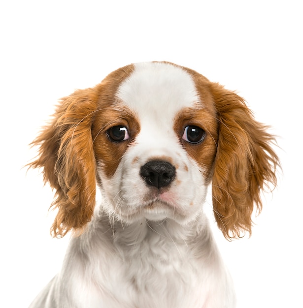 Gros plan d'un chiot Cavalier King Charles Spaniel