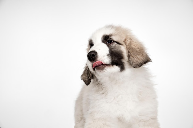 Gros plan chiot de chien de berger asiatique moyen isolé sur fond blanc