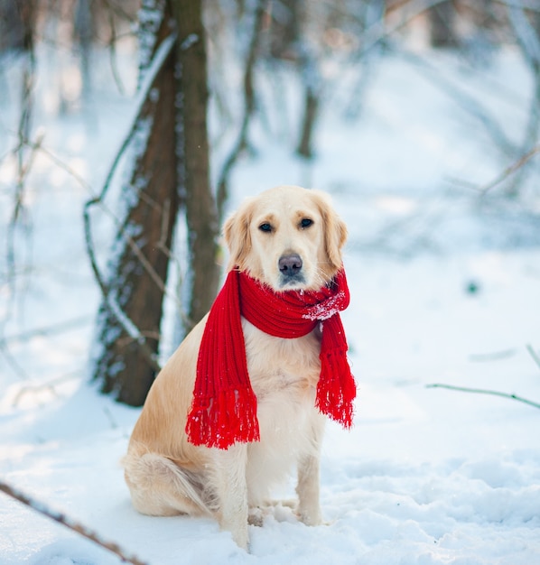 Gros plan chiot golden retriever blanc dans une écharpe rouge