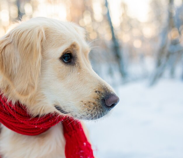 Gros plan chiot golden retriever blanc dans une écharpe rouge