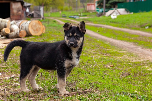 Gros plan de chiot Husky sur le fond du village