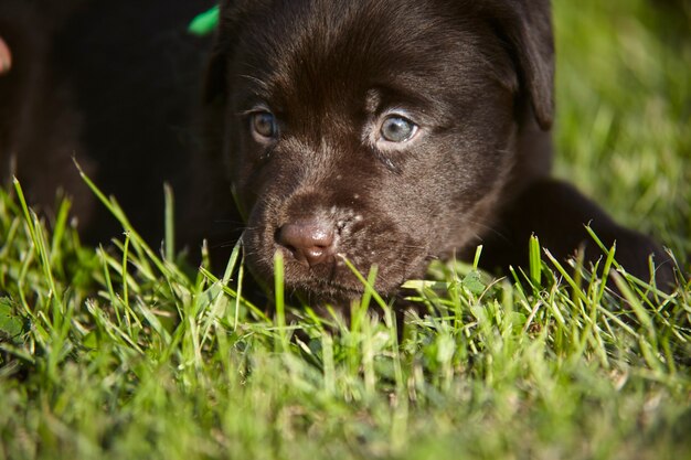 Gros plan d'un chiot labrador #2