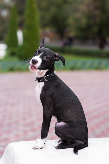 Gros plan d'un chiot mignon portant un collier à pointes Promenade dans le parc avec un chien Fait des visages Mélange de chiens Staffordshire Terrier et Pit Bull Terrier