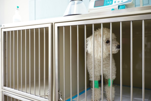 Gros plan sur un chiot pékinois blanc assis dans la cage de la clinique vétérinaire de l'hôpital pour animaux en attente de rétablissement après un traitement et de trouver un bon foyer