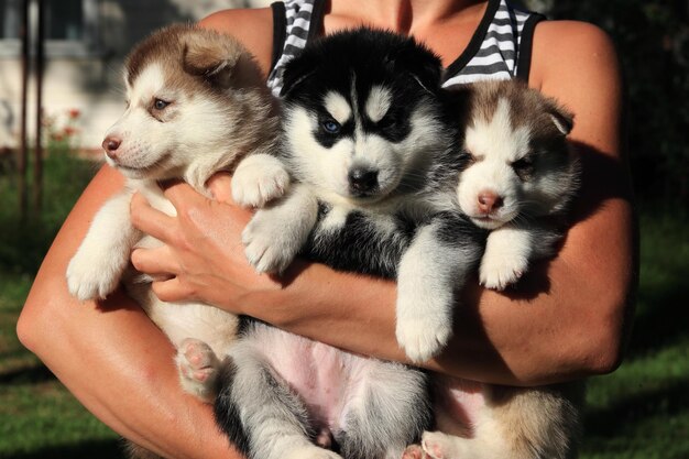 Un gros plan de chiots dans les bras d'une fille