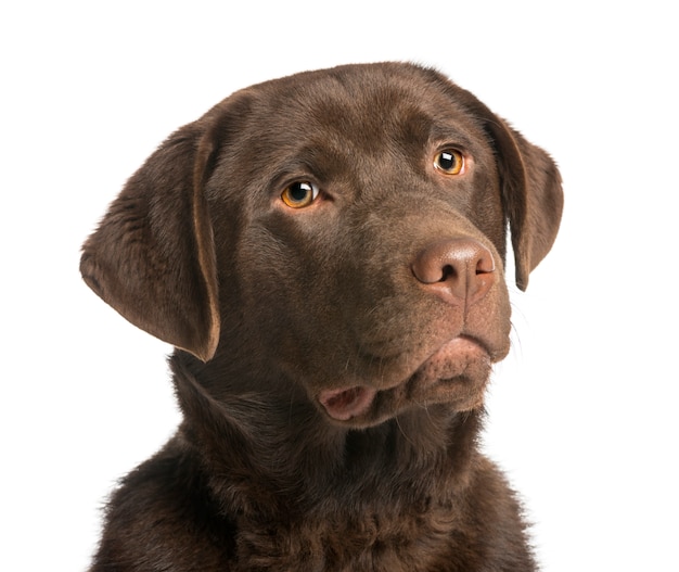 Gros plan, chocolat, labrador, isolé, blanc