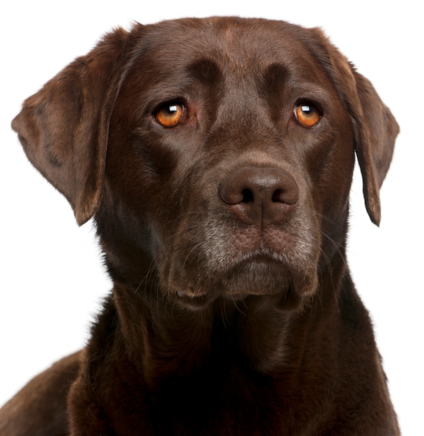 Gros plan de Chocolate Labrador, 4 ans,