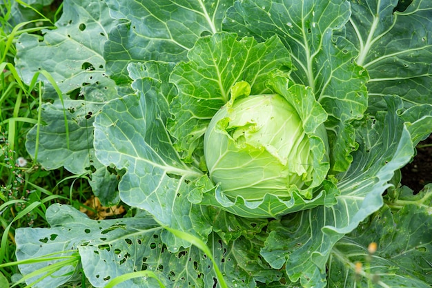 Gros plan - chou blanc mangé par les ravageurs, le concept de lutte antiparasitaire, récolte.