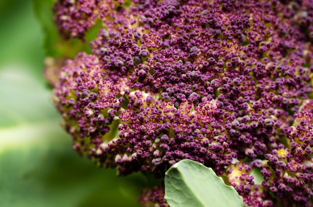 Gros plan d'un chou-fleur violet avec des feuilles.