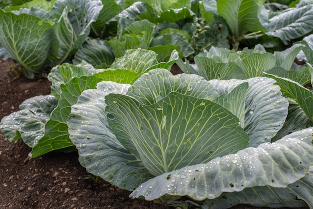 Photo gros plan de chou moulu frais légumes biologiques de la ferme tête de chou