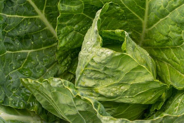 Gros plan de chou moulu frais Légumes biologiques de la ferme Tête de chou