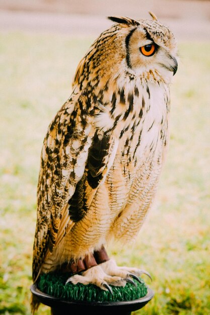 Photo un gros plan de la chouette eurasienne perchée en plein air