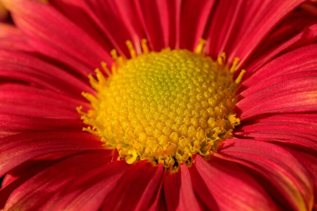 Le gros plan de chrysanthème décoratif variétal de jardin fleurit dans le jardin par une journée ensoleillée d'automne