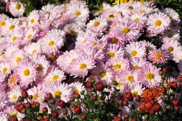 Le gros plan de chrysanthème décoratif variétal de jardin fleurit dans le jardin par une journée ensoleillée d'automne